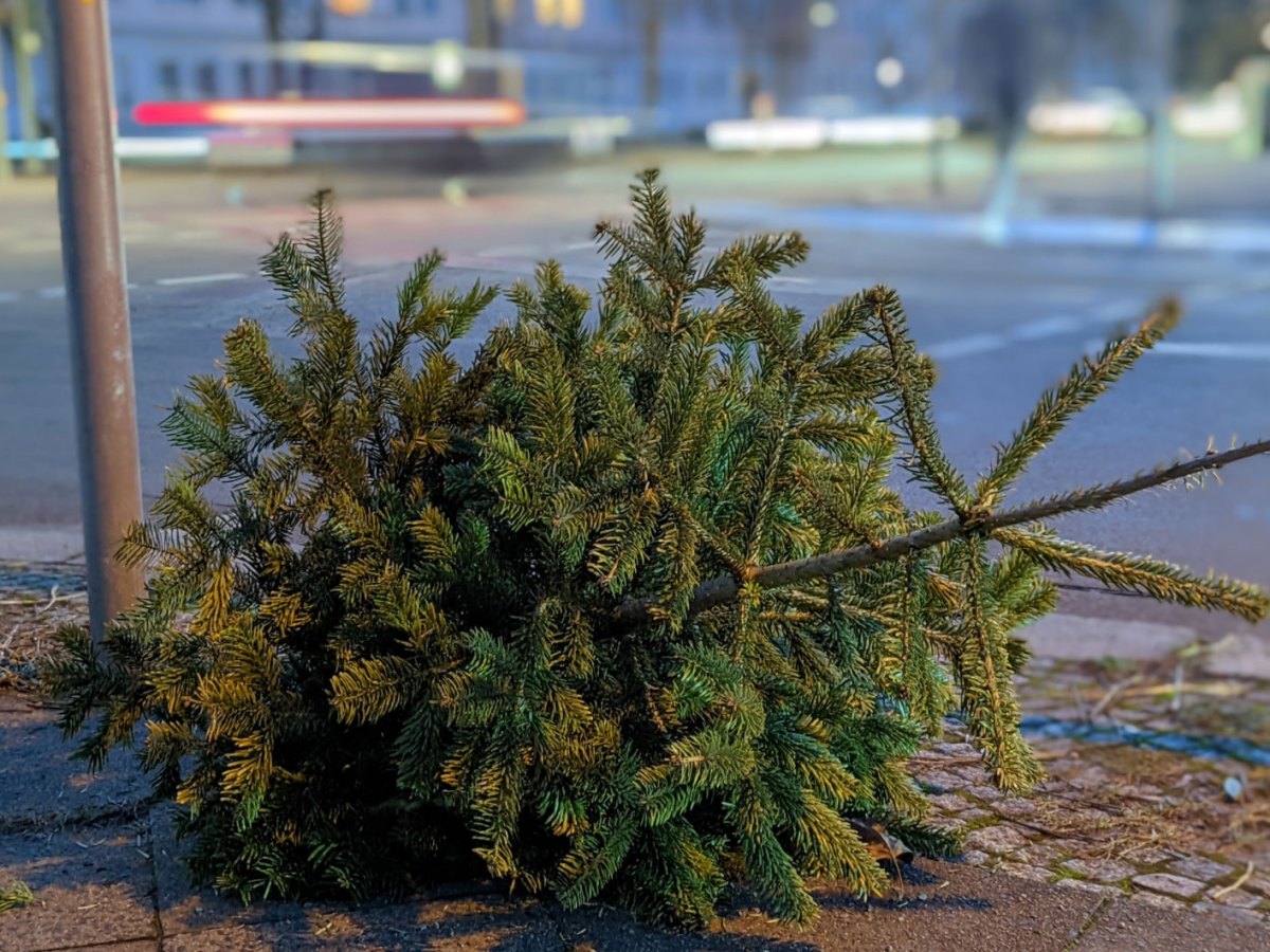Wiehnachtsbaum am Stra&szlig;enrand