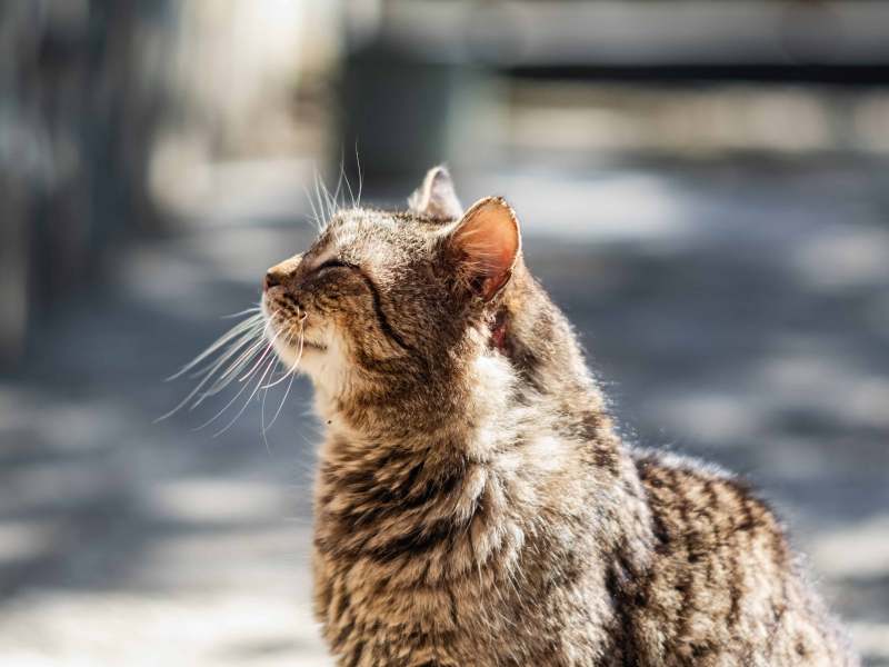 &Auml;ltere graue Katze genie&szlig;t das Sonnenlicht.