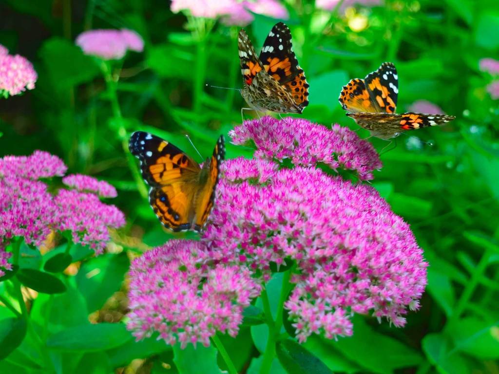 Drei Schmetterlinge auf lila Bl&uuml;ten der Fetthenne