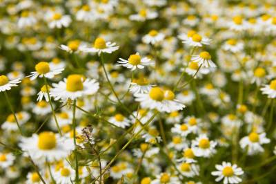 Kamille (Matricaria chamomilla): Echte Kamille blüht auf einem Wildacker