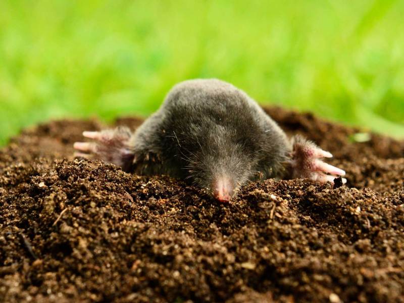 Maulwurf in einem Maulwurfsh&uuml;gel im Garten