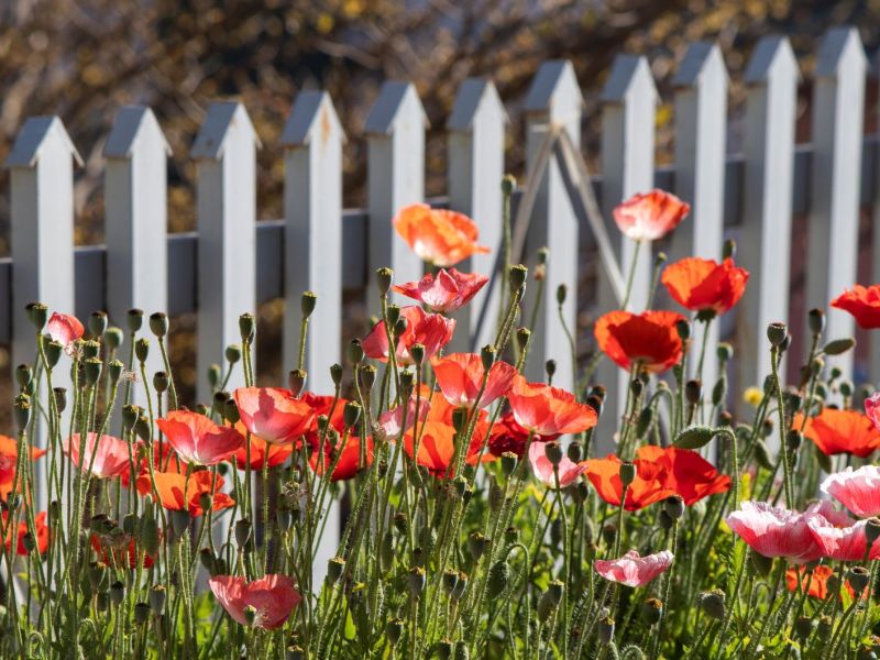 Bl&uuml;hende Mohnblumen in einem Garten