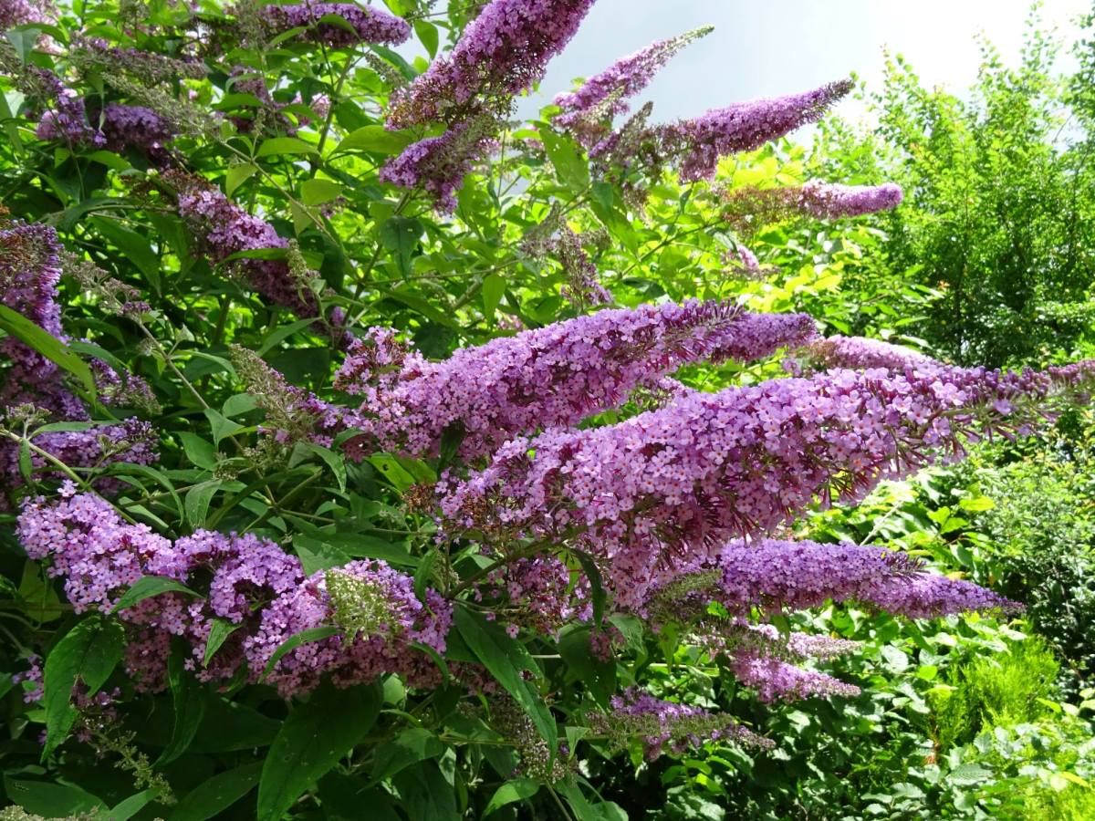 Schmetterlingsflieder: Eine Gartenarbeit ist im Oktober Pflicht