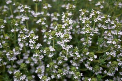 Thymian (Thymus vulgaris): Thymian (Thymus vulgaris)