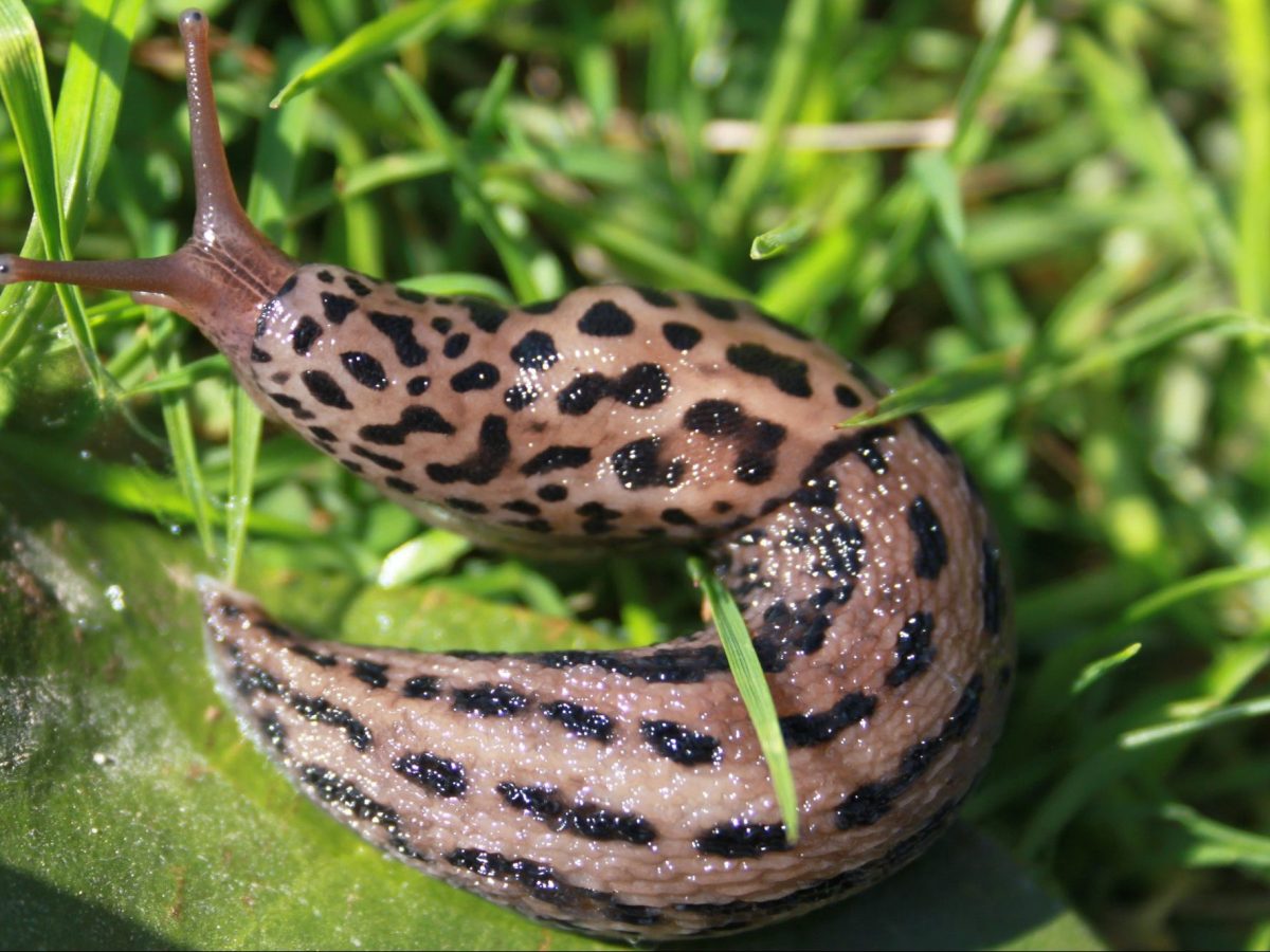 Tigerschnegel Nacktschnecke auf Gras