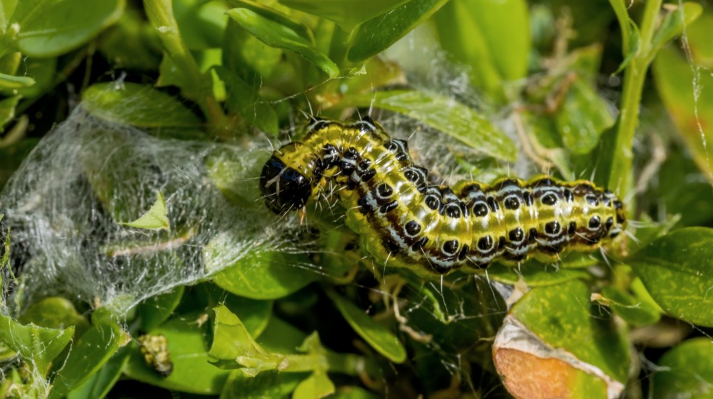 Buchsbaumz&uuml;nsler Raupe in Baum mit wei&szlig;em Netz.