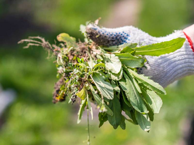 Hand mit Gartenhandschuh hält Büschel von essbarem Unkraut