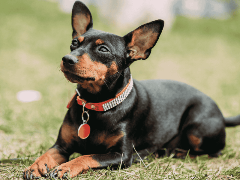 Schwarze Miniatur Pinscher, Zwergpinscher liegt auf gr&uuml;nen Rasen