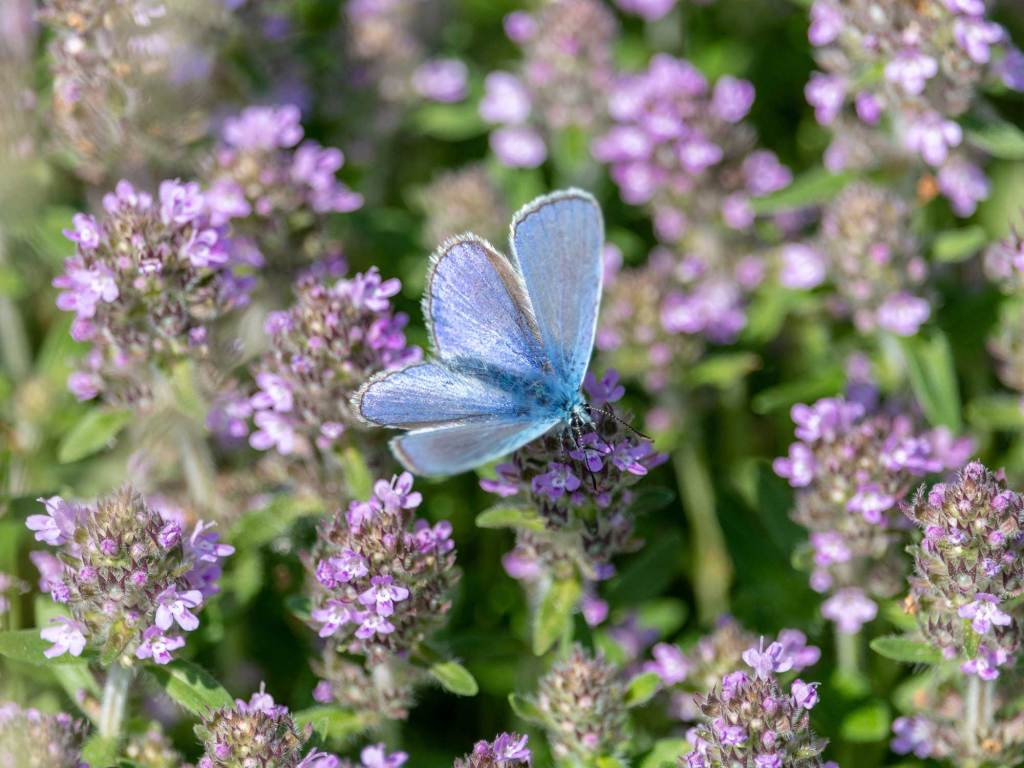 Bl&auml;uling auf Thymian Bl&uuml;ten