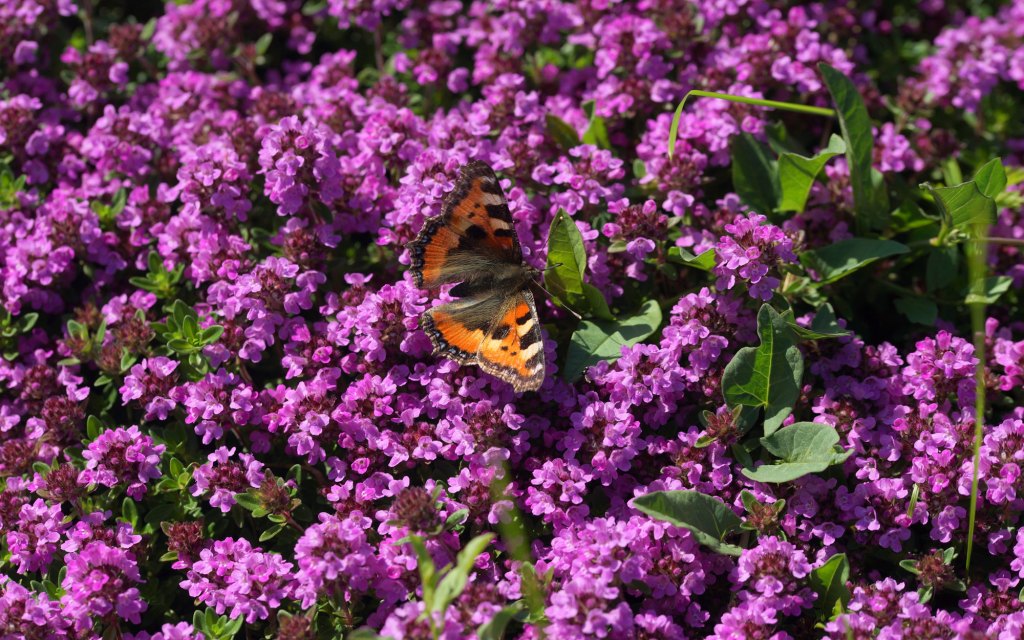 Bodendecker-Thymian mit lila Bl&uuml;ten, darauf ein Schmetterling