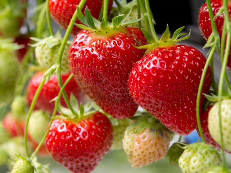 Reife und unreife Erdbeeren an Pflanze
