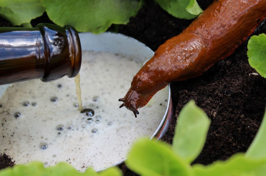 Bierfalle mit Nacktschnecke