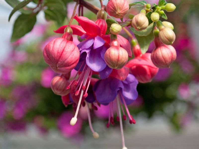 Fuchsien