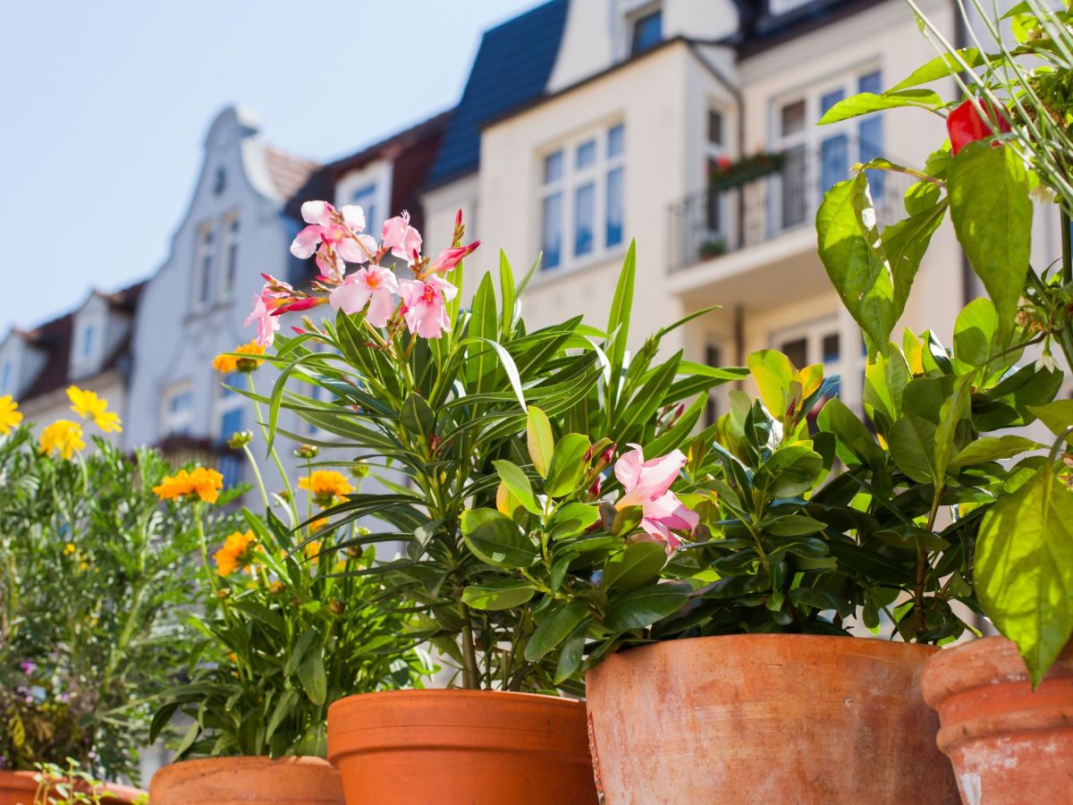 S&uuml;dbalkon mit Pflanzen