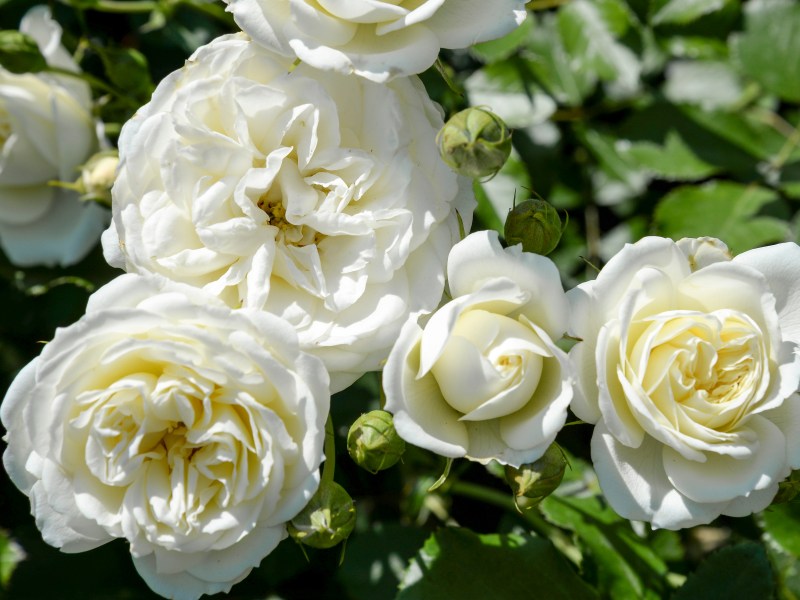 Wei&szlig;e Rosen mit vielen Bl&uuml;ten