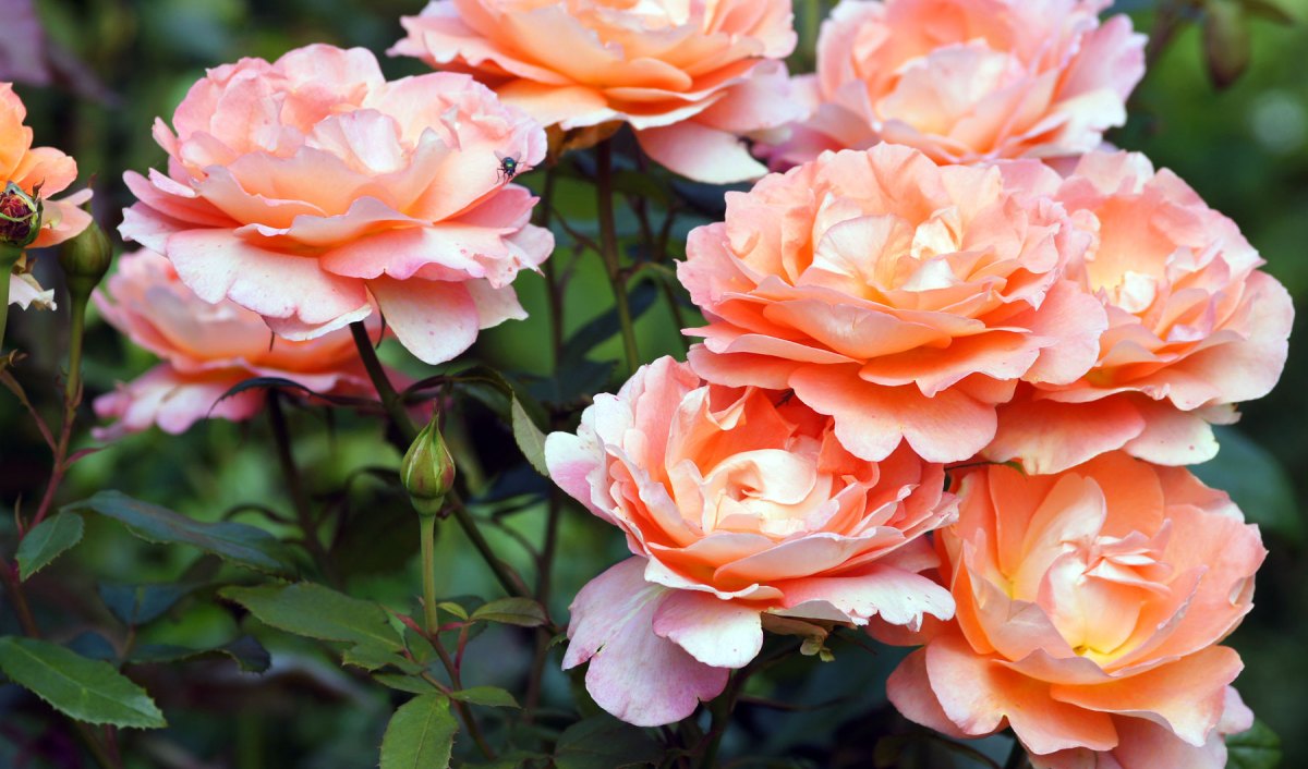 Apricot farbene gesund Rosen
