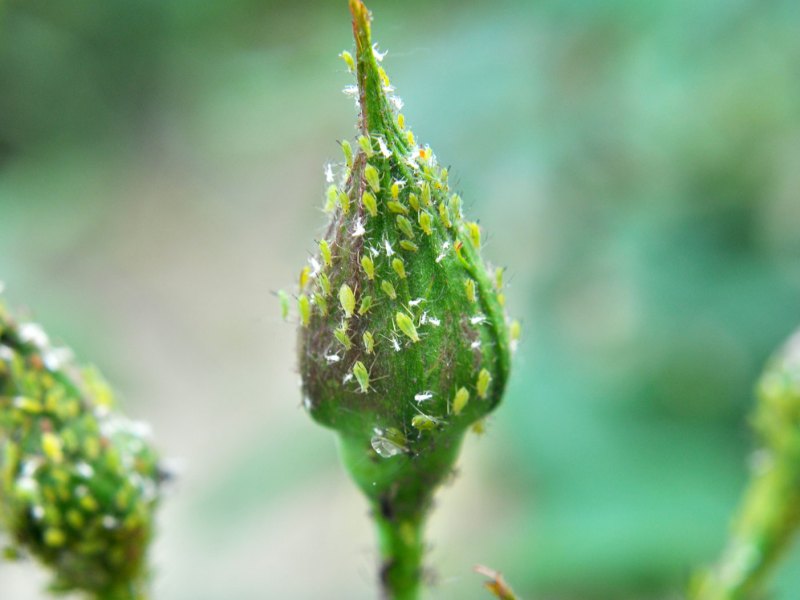 Knospen von Rosen mit Blattl&auml;usen