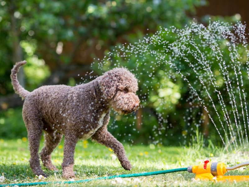 Brauner Hund spielt im Garten mit dem Rasensprenger, um sich abzuk&uuml;hlen