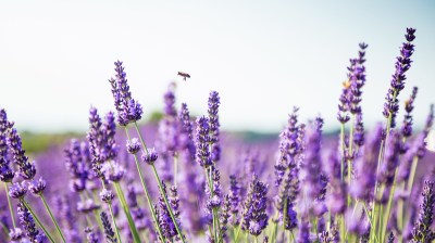 Ein gro&szlig;es Lavendelfeld unter blauem Himmel