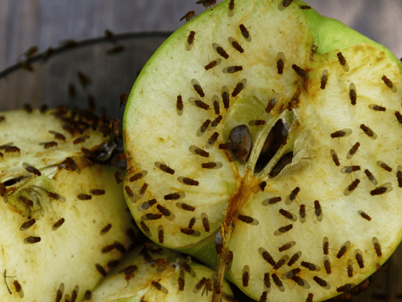 Aufgeschnittener Apfel auf einem Teller &uuml;bers&auml;t von Fruchtfliegen