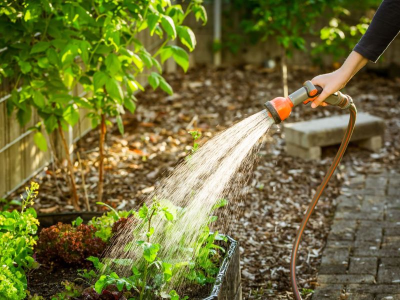 Eine Frau bew&auml;ssert ihren Garten mit einem Gartenschlauch