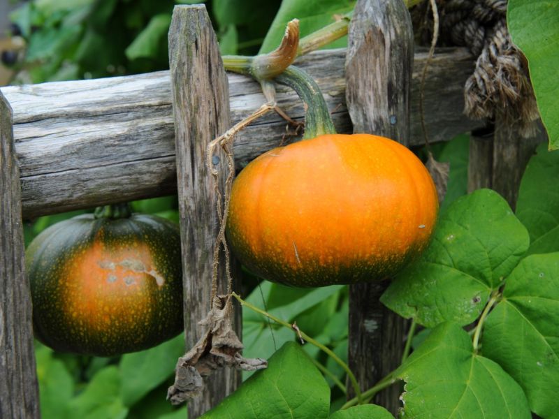 2 K&uuml;rbisse im Garten am Lattenzaun