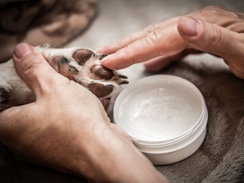 Mensch pflegt die Pfoten eines Hundes mit Pfotenbalsam. Auftragen von Pfotensalbe oder Balsam auf Hundepfoten, Schutz und Pflege im Winter