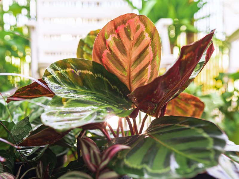Nahaufnahme Bl&auml;tter tropische Pflanze Calathea in Regentropfen in Strahlen Sonne