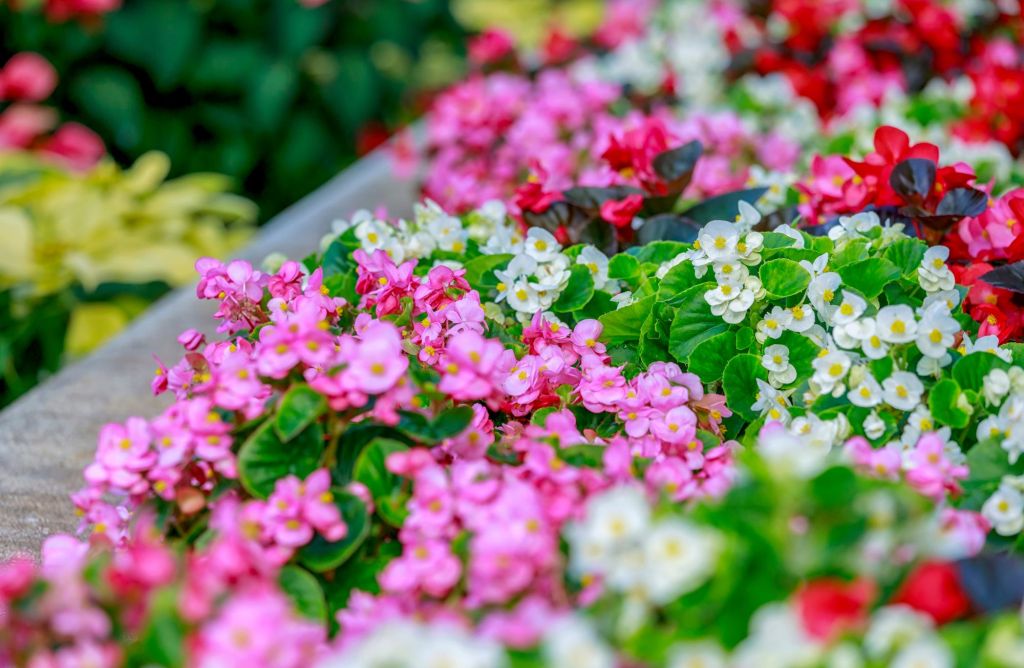 Begonien in Pink, Wei&szlig; und Rot