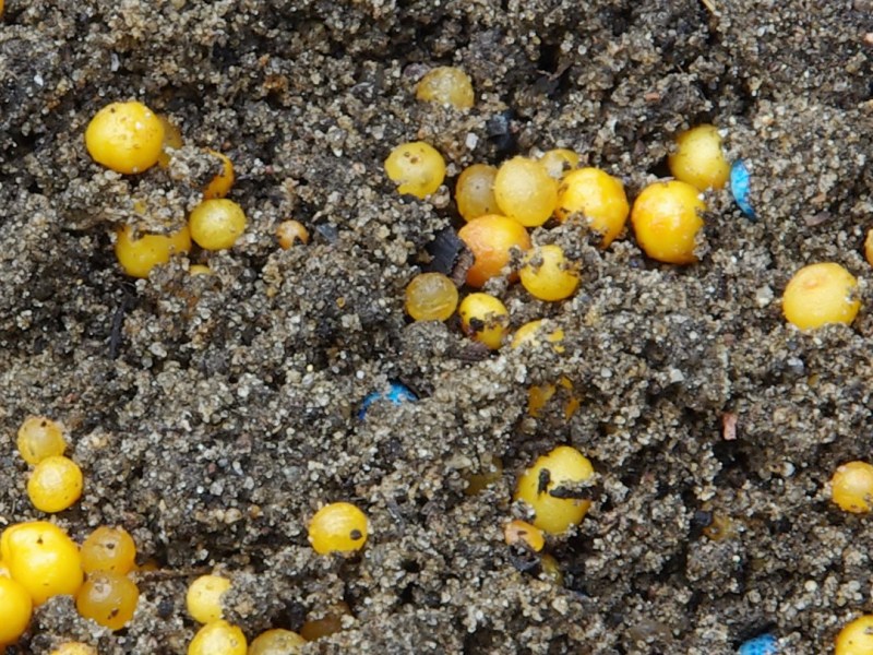 Gelbe Kügelchen in Erde: Schneckeneier oder Dünger?