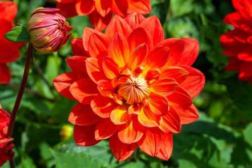 Gef&uuml;llte rote Dahlie