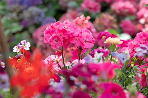 Bunte Geranien