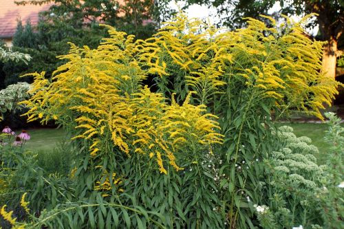Goldrute im Garten