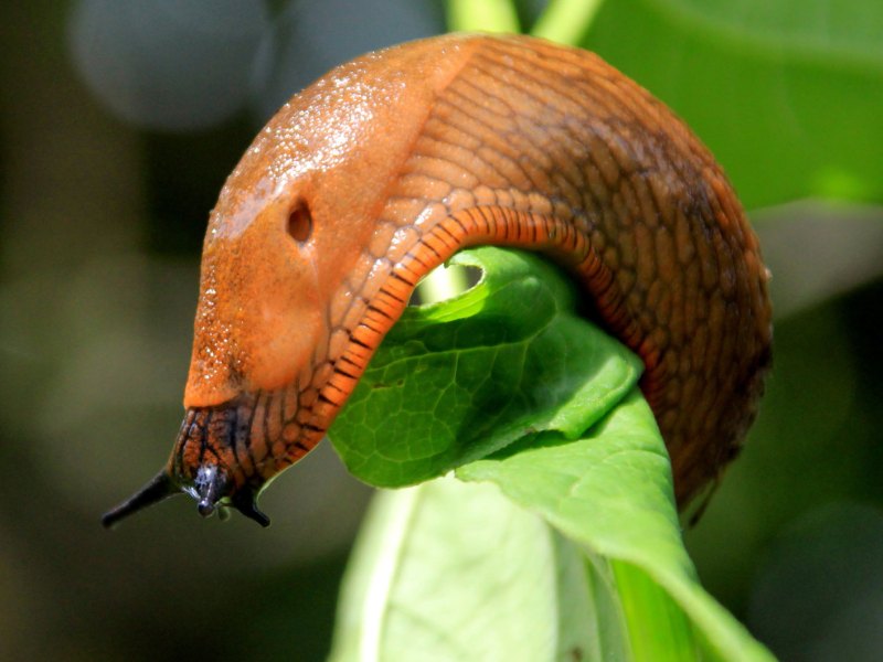 Nacktschnecke auf Blatt als Bild f&uuml;r Hausmittel gegen Schnecken