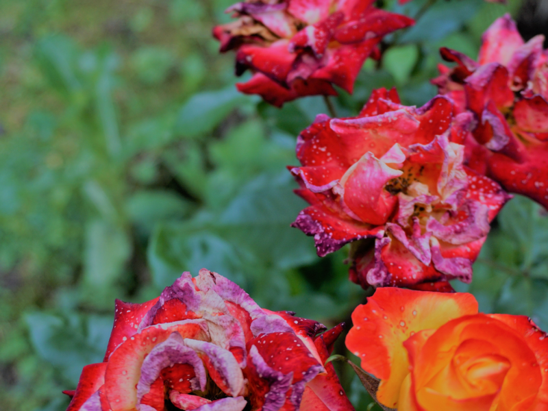 Verbl&uuml;hte rote Rosen im Garten