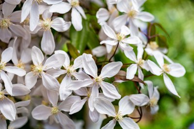 Clematis Montana in Weiß