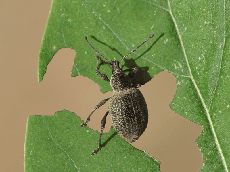 Dickmaulr&uuml;ssler auf Blatt.
