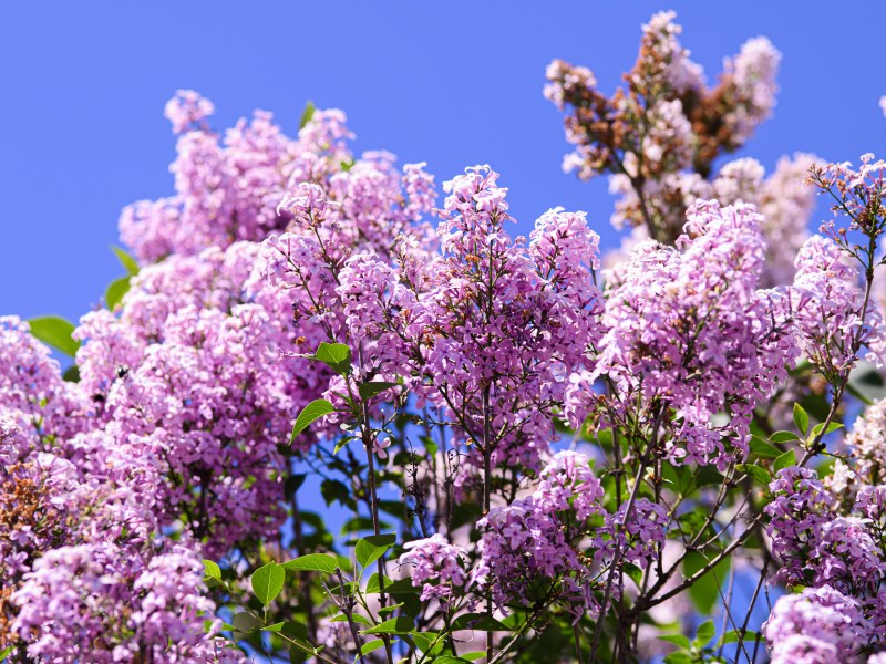lila bl&uuml;hender Flieder mit blauem Himmel als Hintergrund