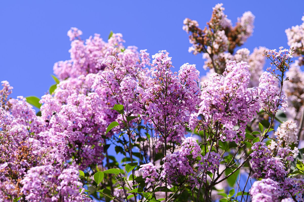 lila blühender Flieder mit blauem Himmel als Hintergrund