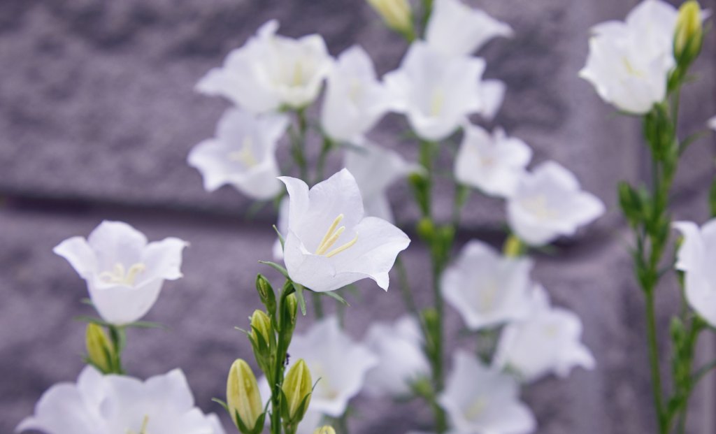Wei&szlig;e Glockenblume