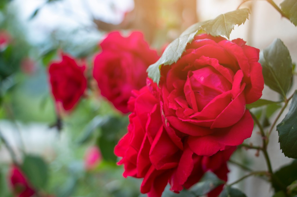 Kletterrose "Heidetraum" in der Nahaufnahme
