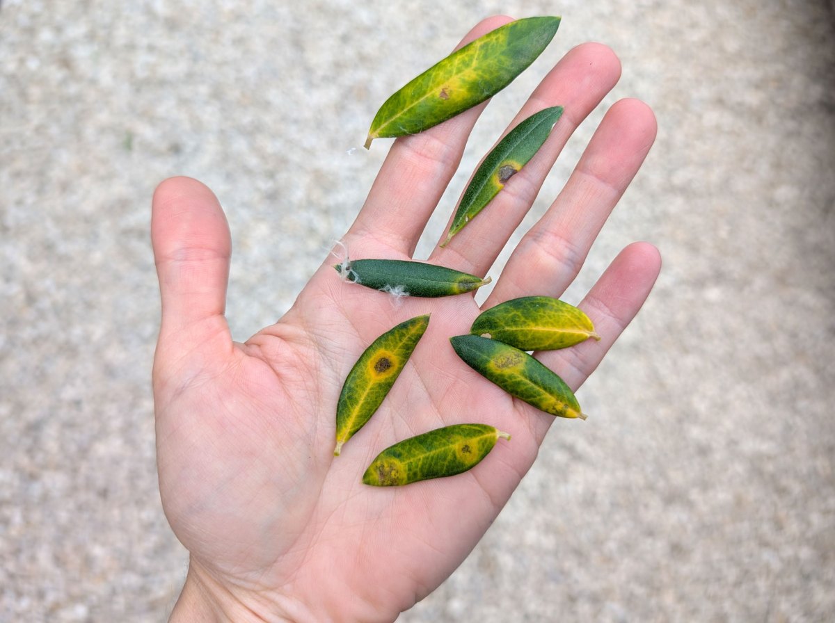 Hand auf der gelbe Blätter eines Olivenbaums liegen mit Augebfleckenkrankheit