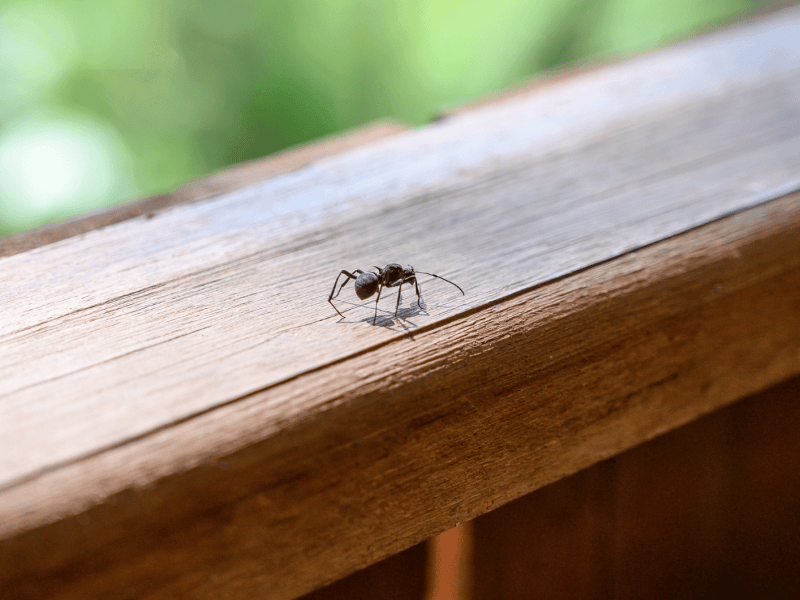 Einzelne Ameise krabbelt auf Balkon-Gel&auml;nder.