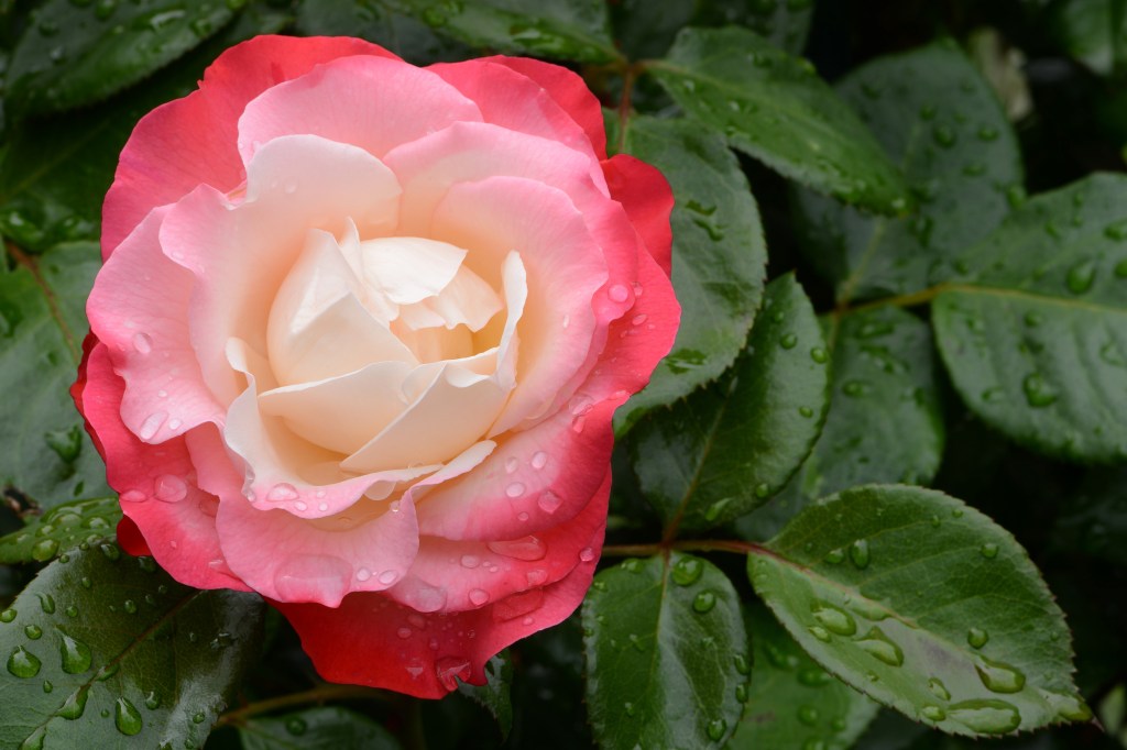 Edelrose "Nostalgie" in der Nahaufnahme