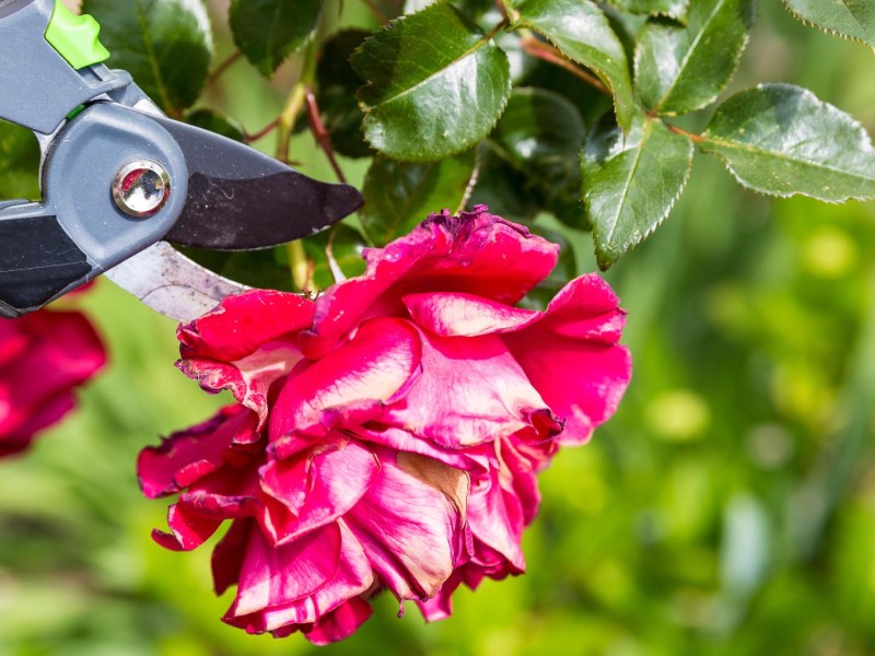 Gartenschere an Rose
