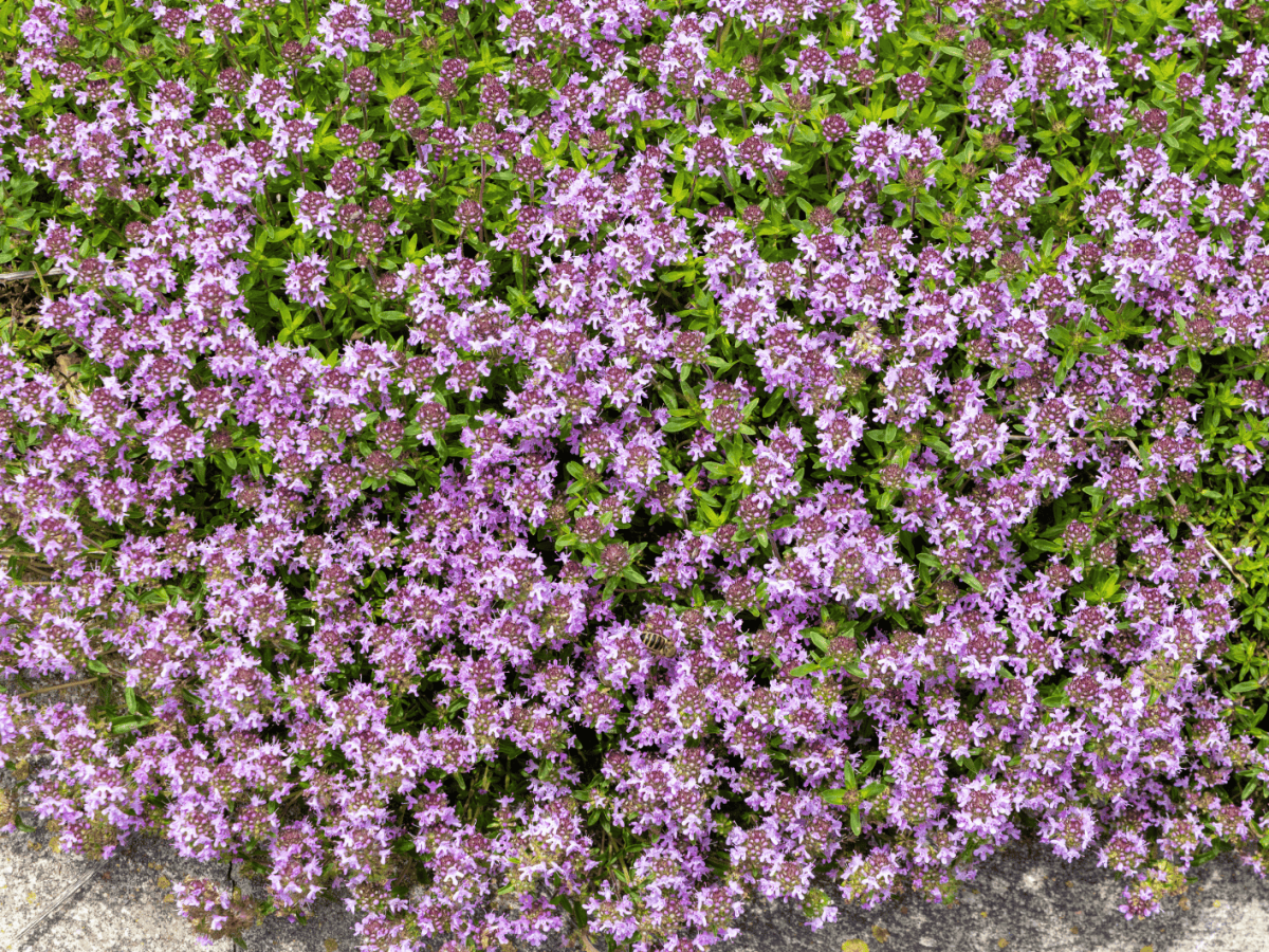 Sand Thymian im Garten.