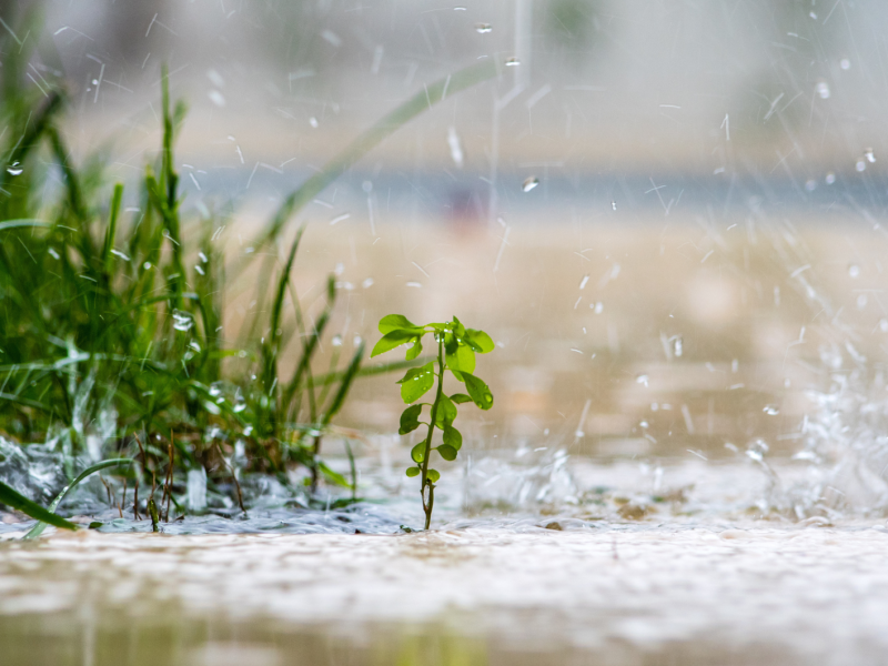 Garten im Regen.