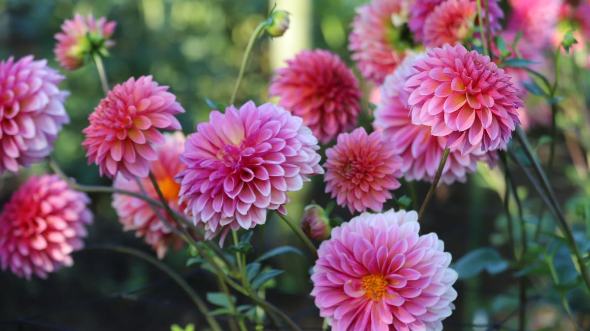 Pinke Dahlien im Garten