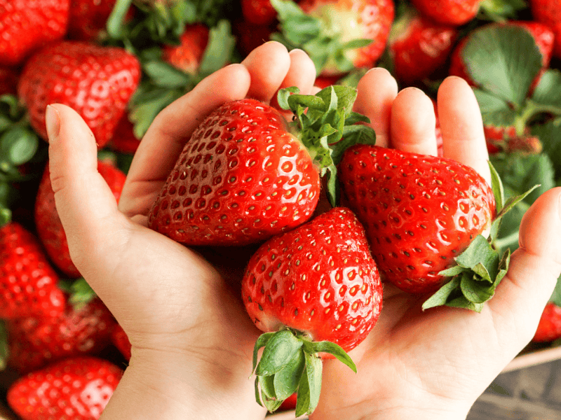 Person h&auml;lt frische Erdbeeren in den H&auml;nden.