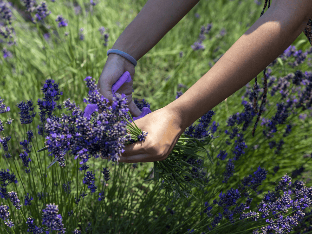 Lavendel-Schnitt in der Sonne.